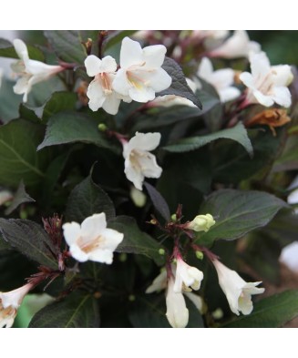 Planta Weigela EBONY AND IVORY Velda PBR C2, ghiveci 2l