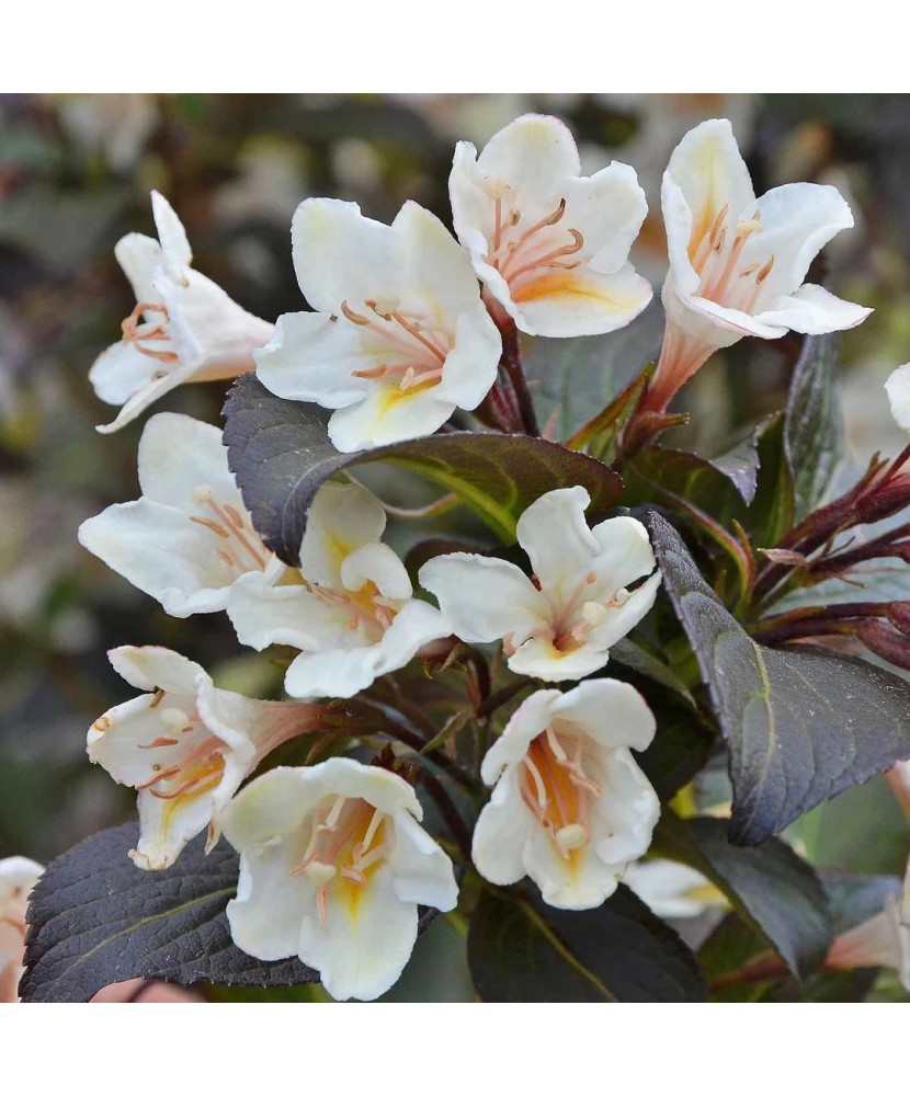Planta Weigela EBONY AND IVORY Velda PBR C2, ghiveci 2l