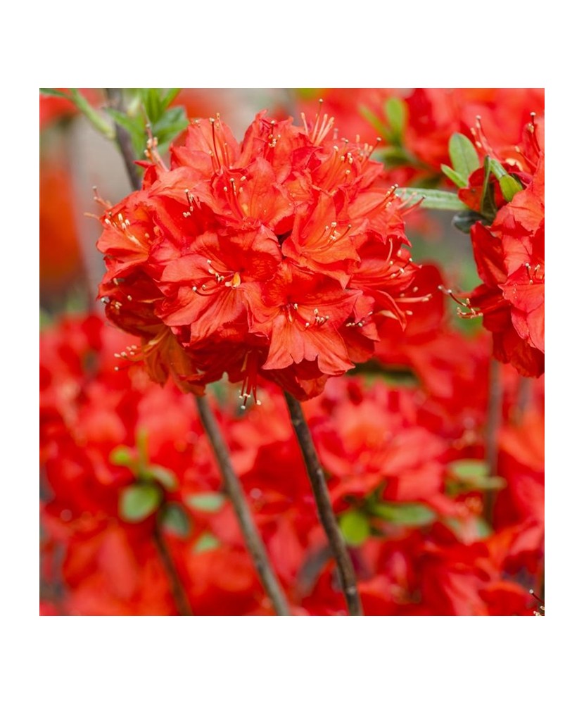 Planta Rhododendron Nabucco C2, ghiveci 2l