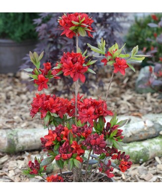 Planta Rhododendron Nabucco C2, ghiveci 2l