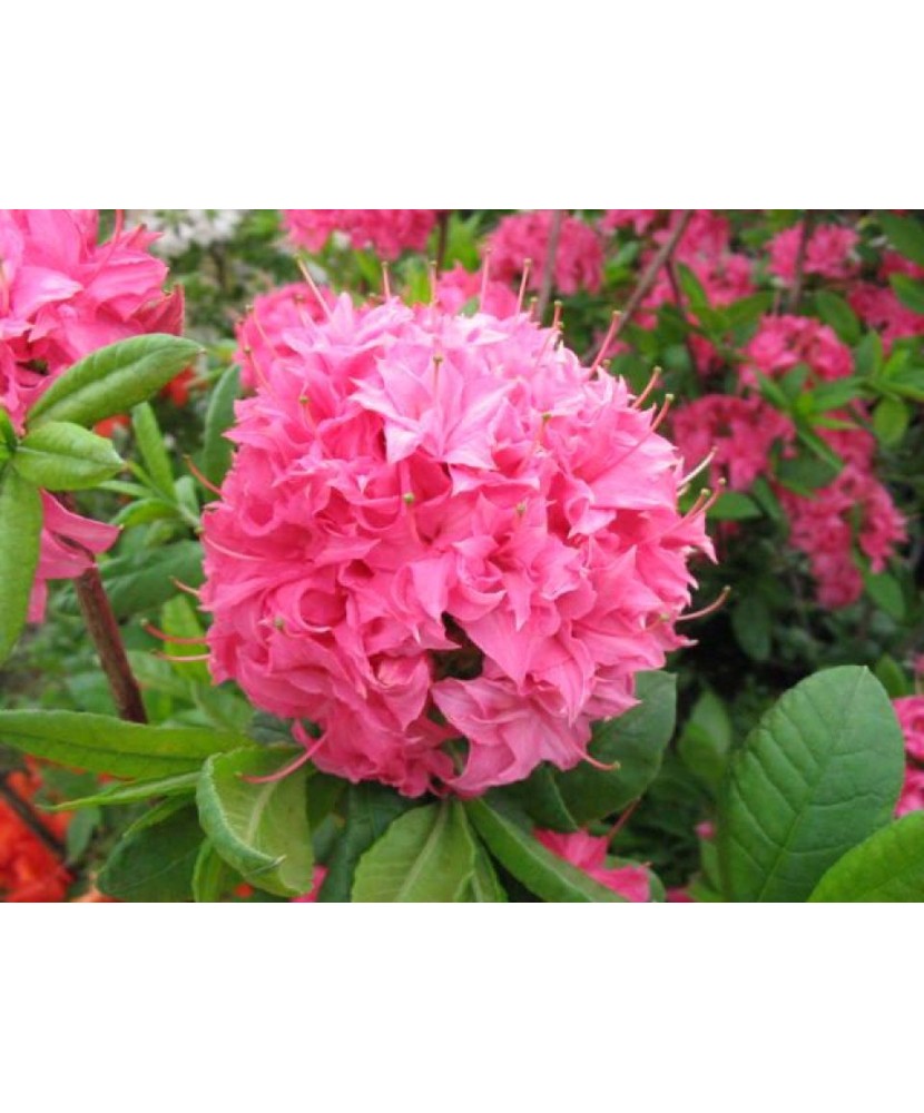 Planta Rhododendron Homebush C2, ghiveci 2l