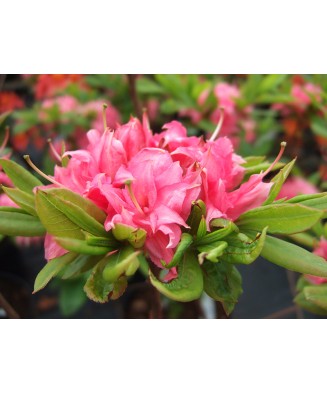 Planta Rhododendron Homebush C2, ghiveci 2l