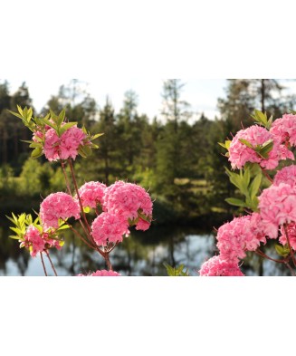 Planta Rhododendron Homebush C2, ghiveci 2l