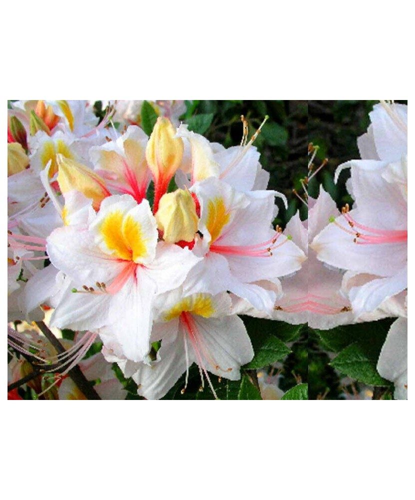 Planta Rhododendron Arima C2, ghiveci 2l