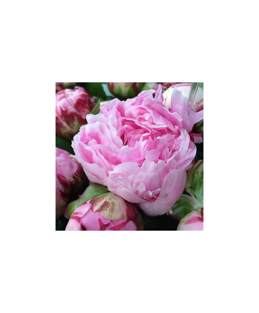 Planta Paeonia Sarah Bernhardt C1,7, ghiveci 1l