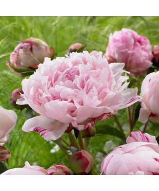 Planta Paeonia Sarah Bernhardt C1,7, ghiveci 1l