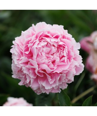 Planta Paeonia Sarah Bernhardt C1,7, ghiveci 1l