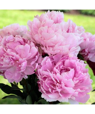 Planta Paeonia Sarah Bernhardt C1,7, ghiveci 1l