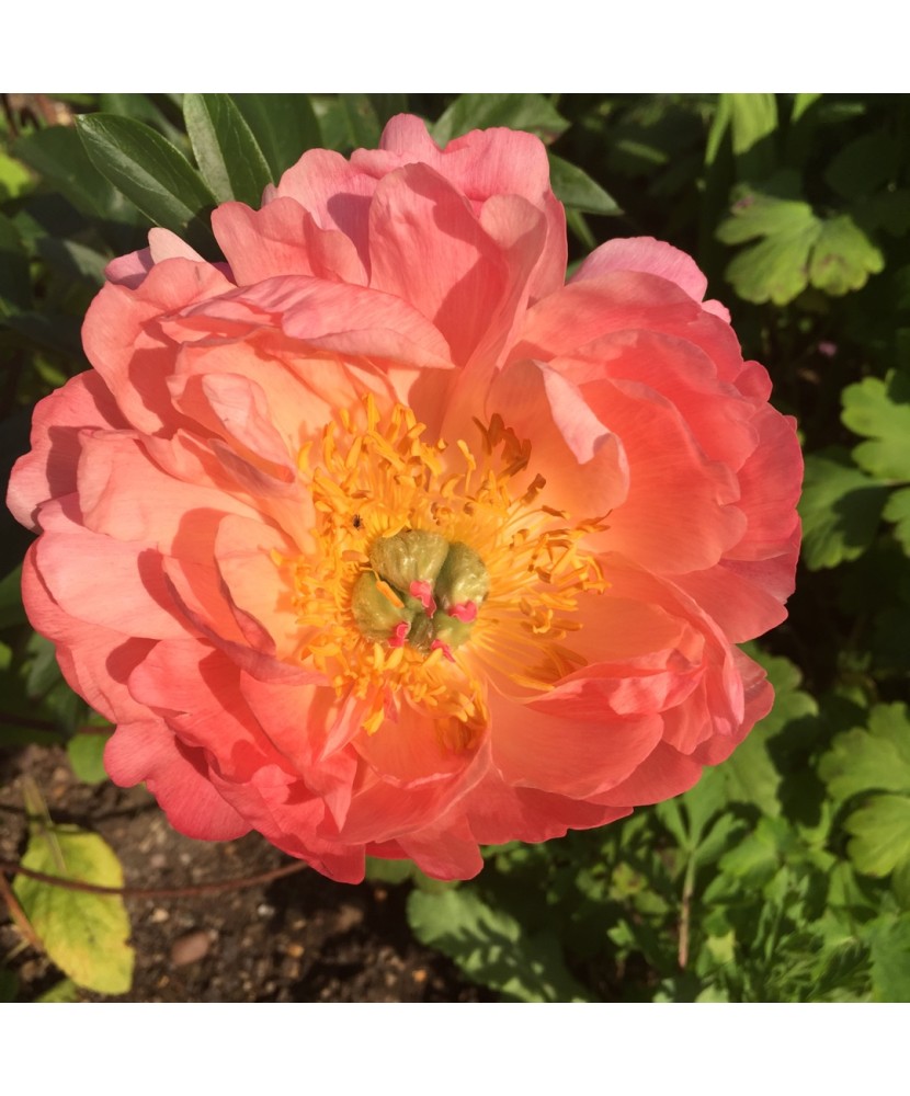 Planta bujor, Paeonia Coral Sunset C1,7, ghiveci 1l
