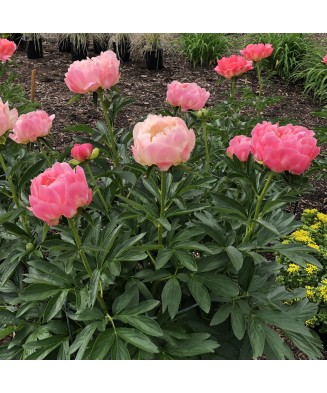 Planta bujor, Paeonia Coral Sunset C1,7, ghiveci 1l