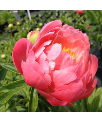 Planta bujor, Paeonia Coral Sunset C1,7, ghiveci 1l