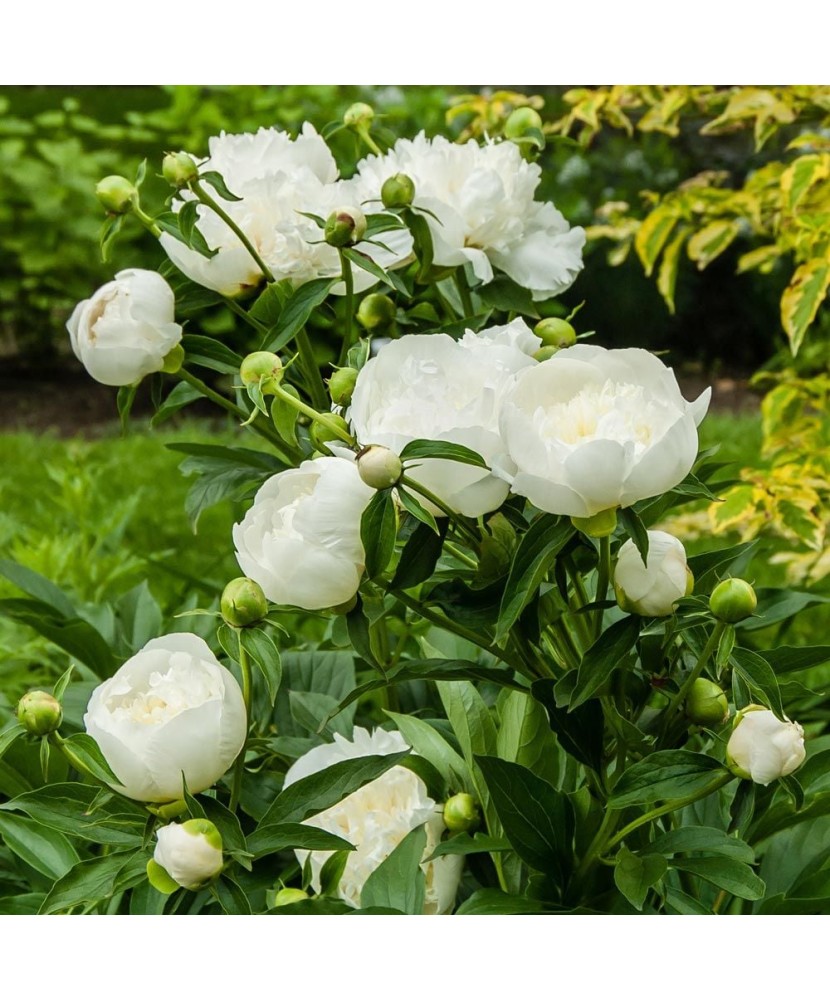 Planta Bujor, Paeonia Duchesse de Nemours C1,7, ghiveci 1l