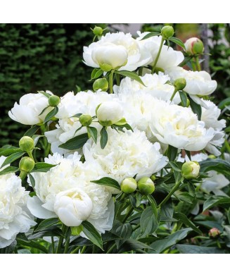 Planta Bujor, Paeonia Duchesse de Nemours C1,7, ghiveci 1l