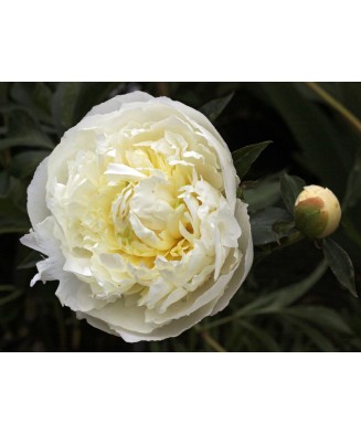 Planta Bujor, Paeonia Duchesse de Nemours C1,7, ghiveci 1l