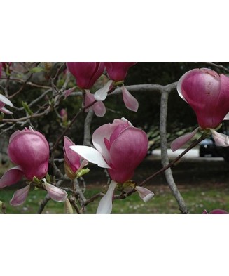 Planta Magnolia x soulangeana Lennei C2, ghiveci 2l