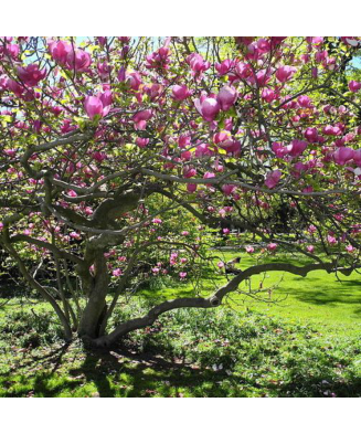 Planta Magnolia x soulangeana Lennei C2, ghiveci 2l