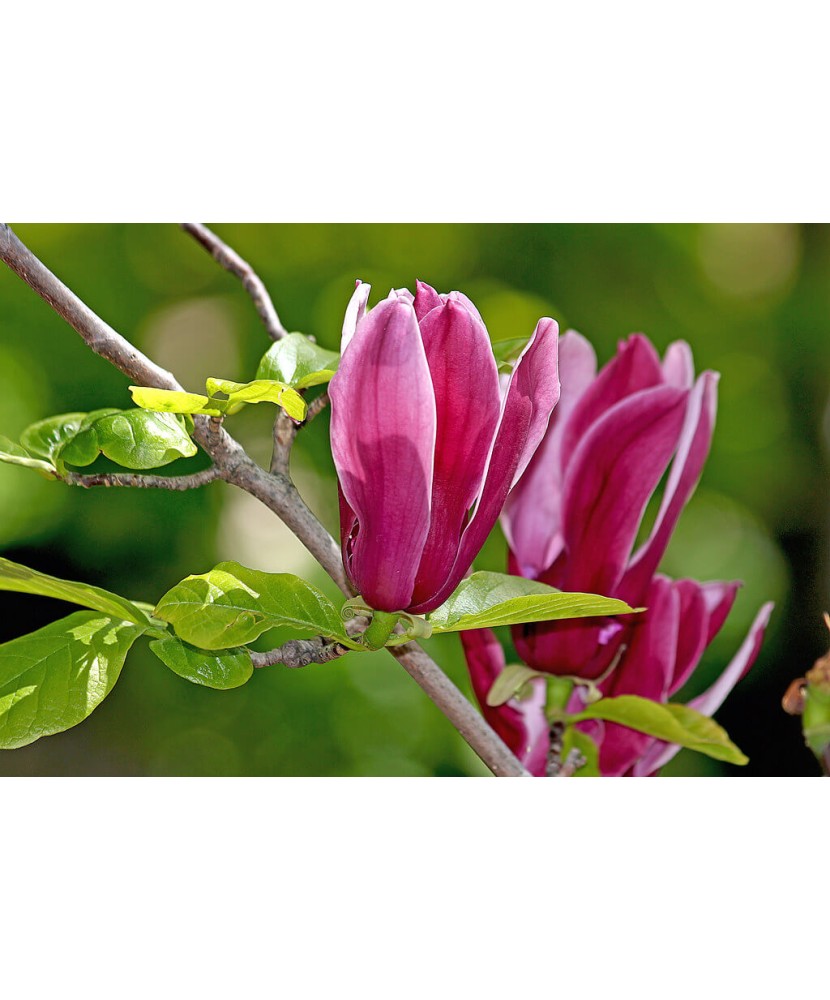 Planta Magnolia liliiflora Nigra C2, ghiveci 2l