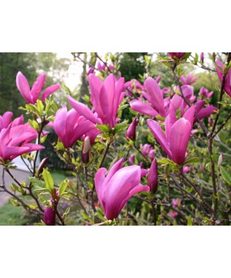 Planta Magnolia liliiflora Nigra C2, ghiveci 2l