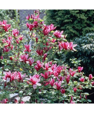 Planta Magnolia liliiflora Nigra C2, ghiveci 2l
