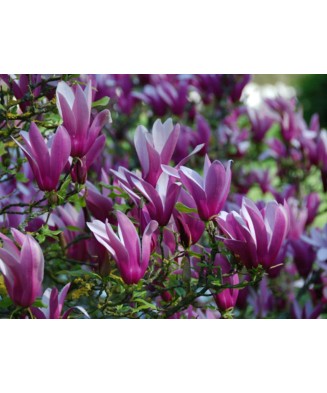Planta Magnolia liliiflora Nigra C2, ghiveci 2l