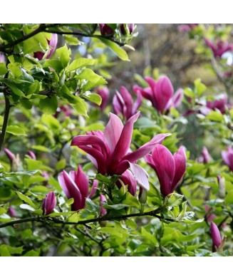 Planta Magnolia liliiflora Nigra C2, ghiveci 2l