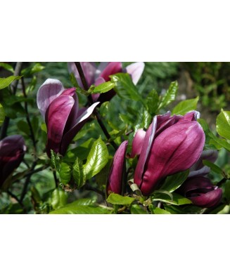Planta Magnolia liliiflora Nigra C2, ghiveci 2l