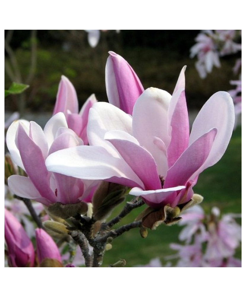 Planta Magnolia George Henry Kern C2, ghiveci 2l
