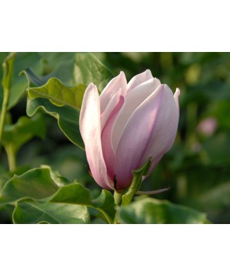 Planta Magnolia George Henry Kern C2, ghiveci 2l