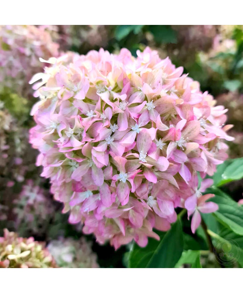 Planta Hydrangea panic. PIXIO Grhp11 PBR C2, ghiveci 2l