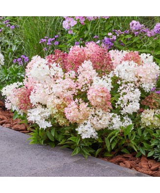 Planta Hydrangea panic. PIXIO Grhp11 PBR C2, ghiveci 2l