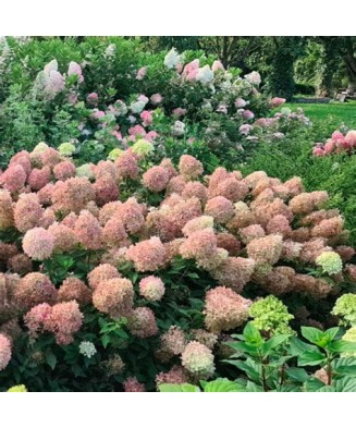 Planta Hydrangea panic. PIXIO Grhp11 PBR C2, ghiveci 2l