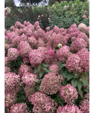 Planta Hydrangea panic. PIXIO Grhp11 PBR C2, ghiveci 2l