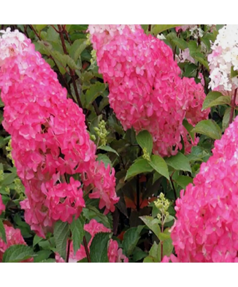 Planta Hydrangea panic. FRAISE MELBA Renba PBR C2, ghiveci 2l