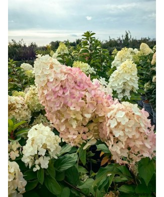 Planta Hydrangea panic. HERCULES Grhp14 PBR C2, ghiveci 2l