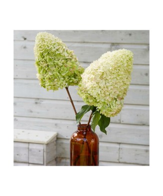 Planta Hydrangea panic. HERCULES Grhp14 PBR C2, ghiveci 2l