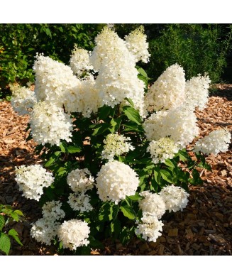 Planta Hydrangea panic. HERCULES Grhp14 PBR C2, ghiveci 2l