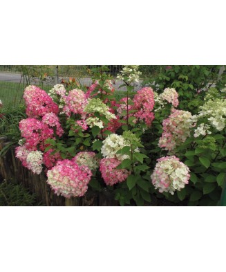 Planta Hydrangea panic. DIAMANT ROUGE Rendia PBR C2, ghiveci 2l