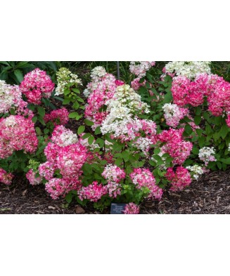 Planta Hydrangea panic. DIAMANT ROUGE Rendia PBR C2, ghiveci 2l