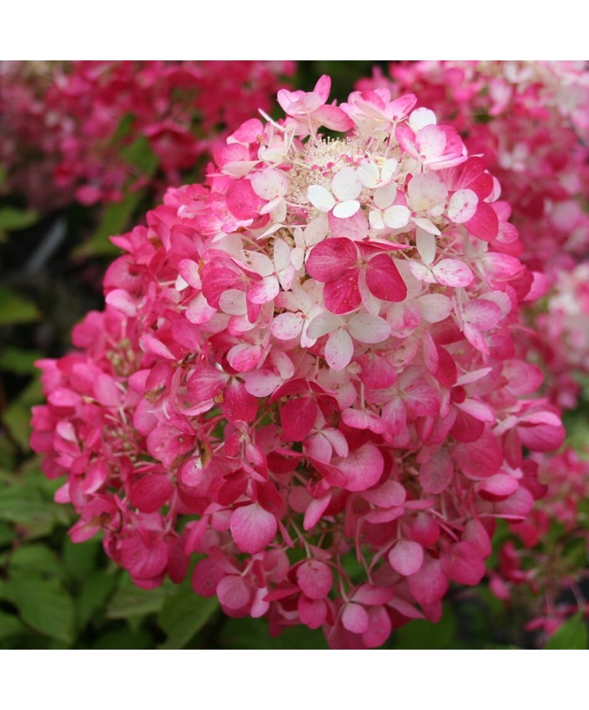 Planta Hydrangea panic. DIAMANT ROUGE Rendia PBR C2, ghiveci 2l