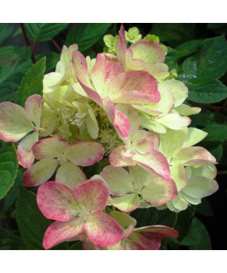 Planta Hydrangea panic. DIAMANT ROUGE Rendia PBR C2, ghiveci 2l