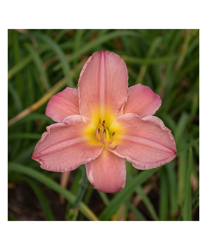 Planta Hemerocallis Children's Festival C2, ghiveci 2l