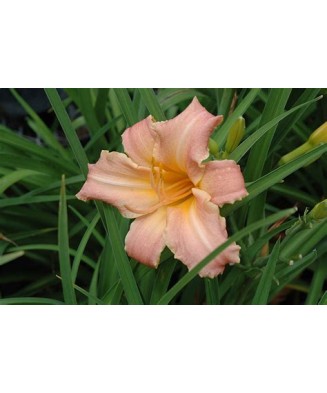 Planta Hemerocallis Children's Festival C2, ghiveci 2l