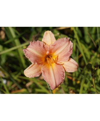 Planta Hemerocallis Children's Festival C2, ghiveci 2l