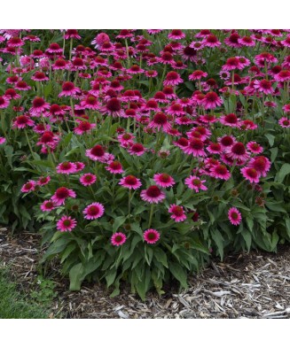 Planta Echinacea DELICIOUS CANDY Noortdeli PBR C2, ghiveci 2l