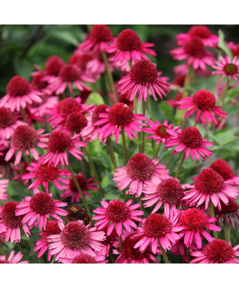 Planta Echinacea DELICIOUS CANDY Noortdeli PBR C2, ghiveci 2l