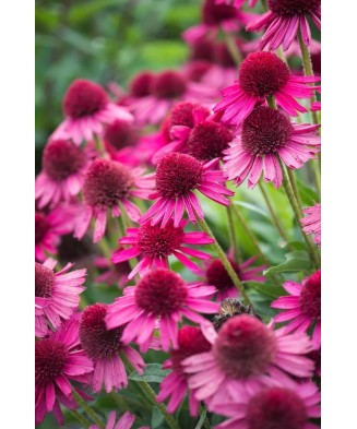 Planta Echinacea DELICIOUS CANDY Noortdeli PBR C2, ghiveci 2l