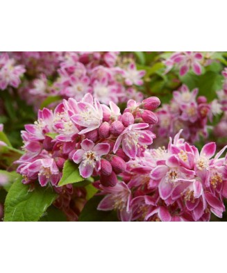 Planta Deutzia xhybrida Strawberry Fields C2, ghiveci 2l