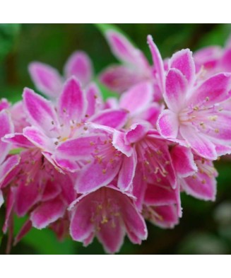 Planta Deutzia xhybrida Strawberry Fields C2, ghiveci 2l