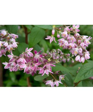 Planta Deutzia xhybrida Strawberry Fields C2, ghiveci 2l