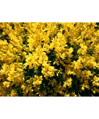Planta Cytisus Golden Sunlight C2, ghiveci 2l